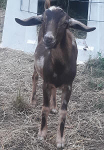Mini Nubian buck