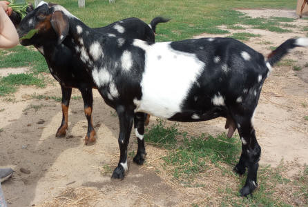 Moonspots MiniNubian