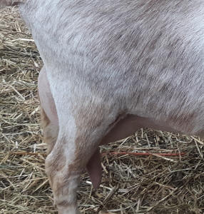 MiniNubian milk doe