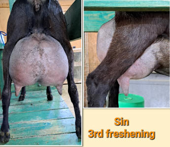 Mini Nubian udder