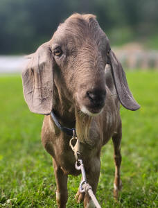 MiniNubian breeding buck