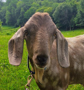MiniNubian dairy buck