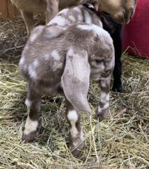 Mini Nubian