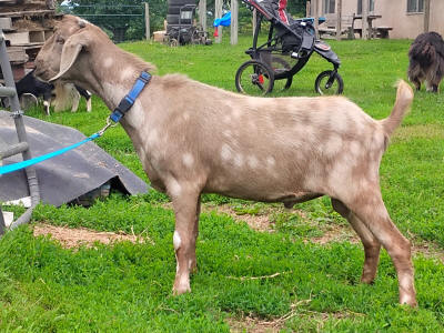 MiniNubian dairy buck