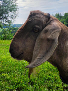 MiniNubian dairy buck