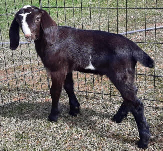 Mini nubian buck