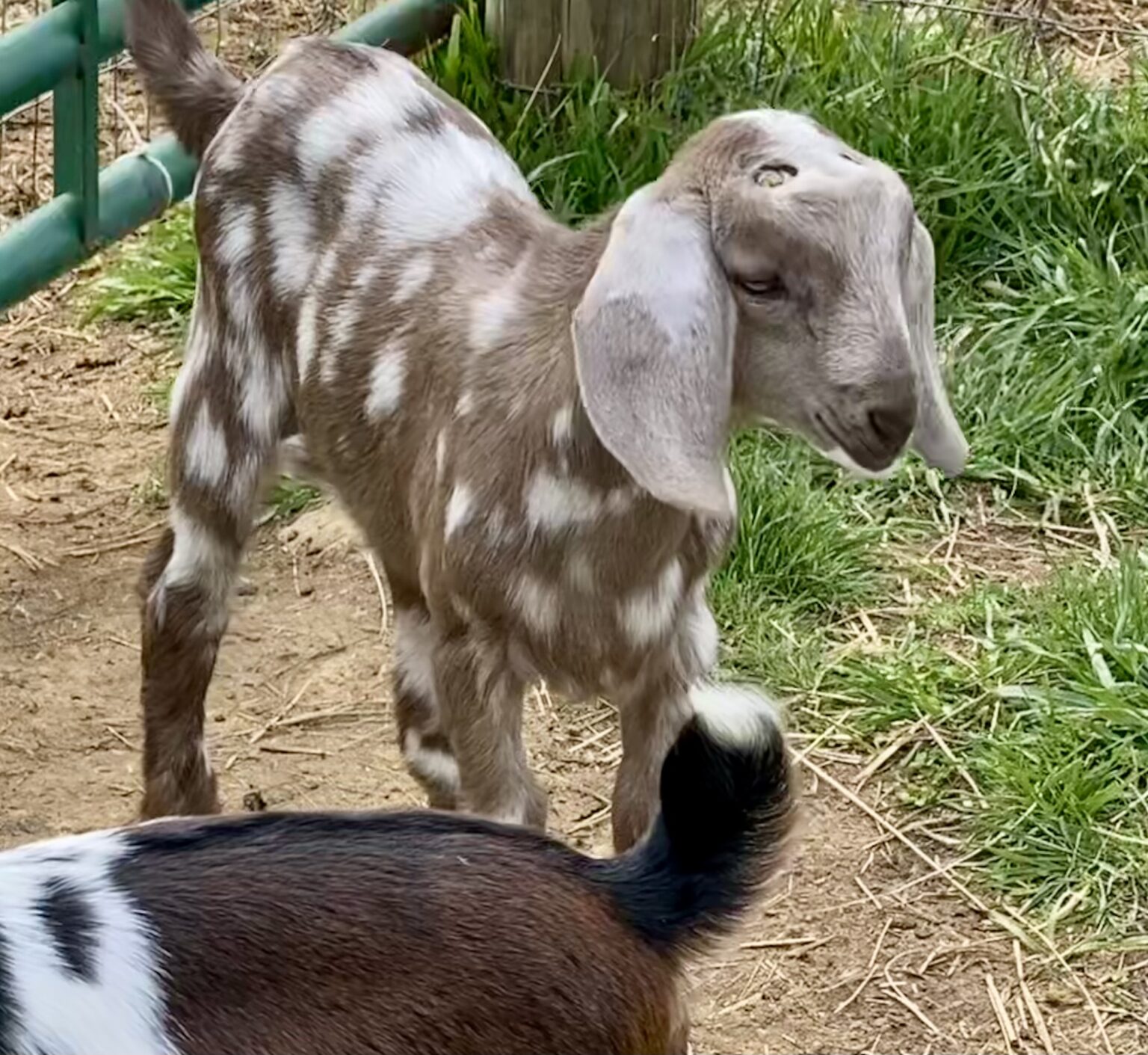 Mini Nubian
