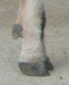 Trim goat hooves